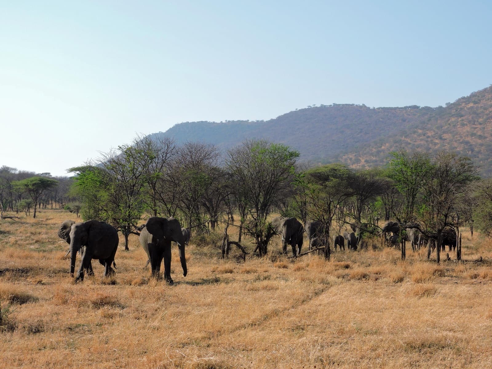 Éléphants dans la savane du Serengeti, en Tanzanie