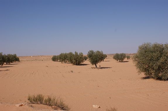 SONY DSC