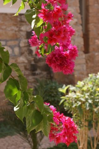 SONY DSC