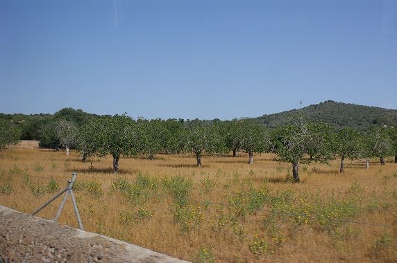 SONY DSC