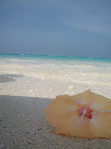 Reves De Voyage Agence De Voyages Rennes Maldives (8) 168